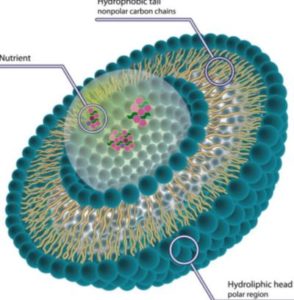 リポソーム技術